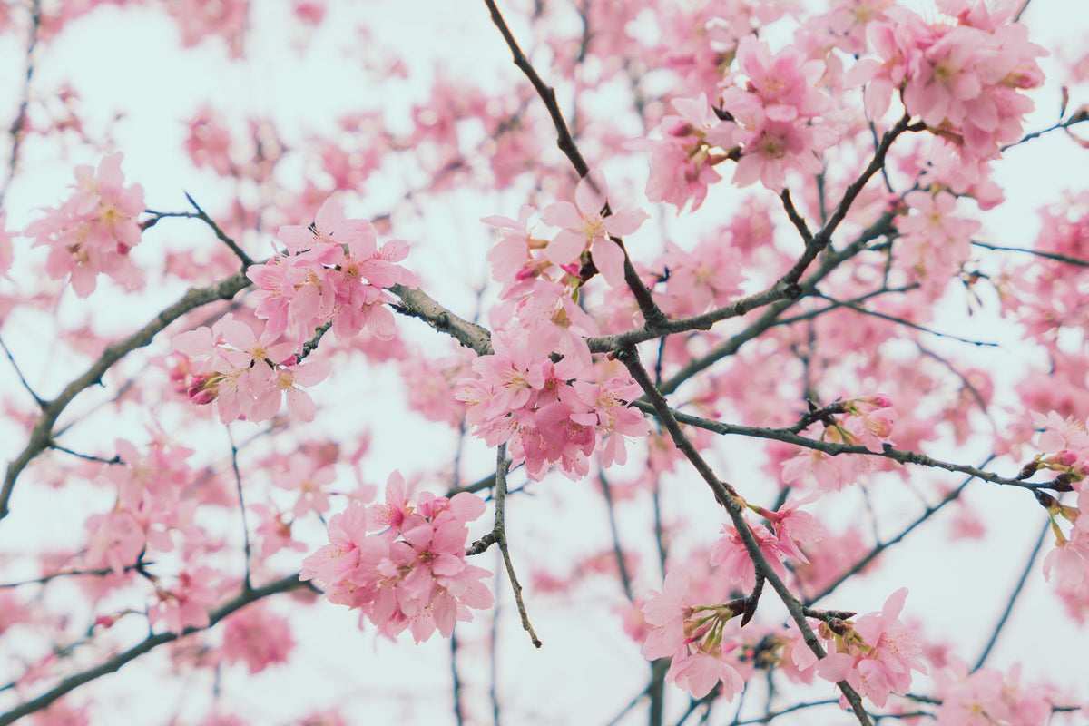Beautiful pink cherry blossoms in full bloom set against a clear sky, symbolizing spring.