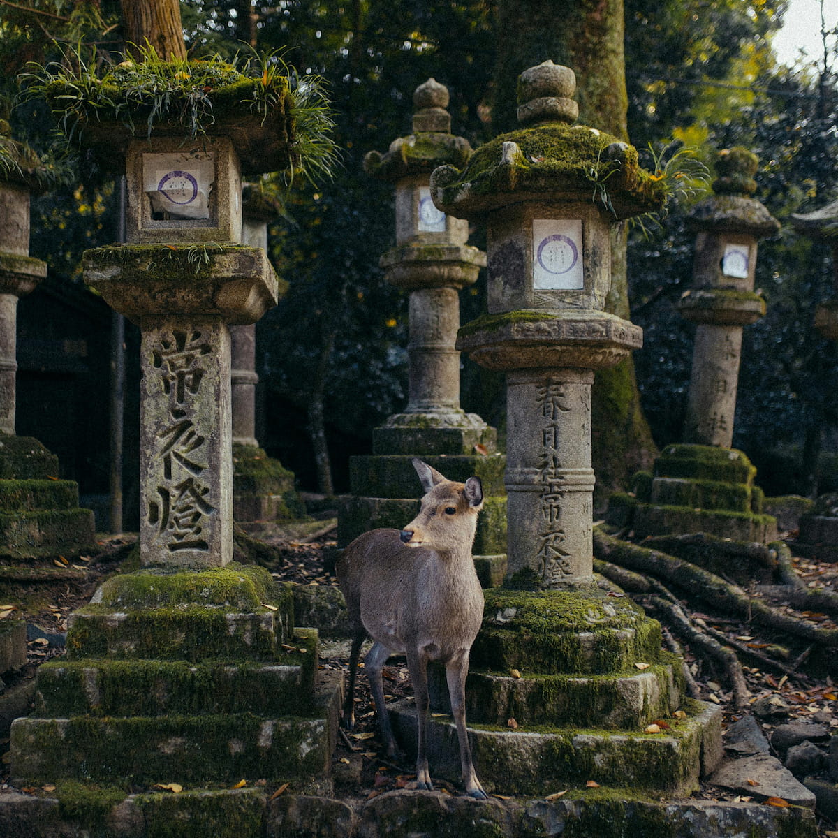 Japan eSIM Nara Deer Park — stay connected across Japan